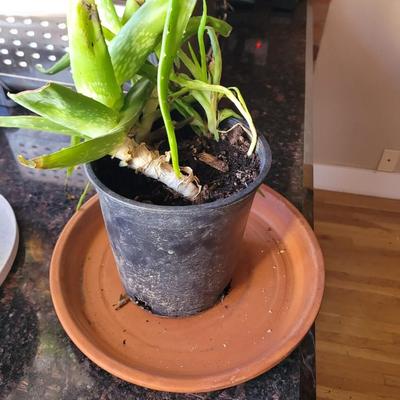 Aloe Vera plant