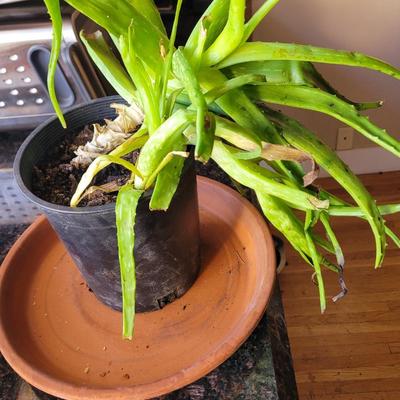 Aloe Vera plant