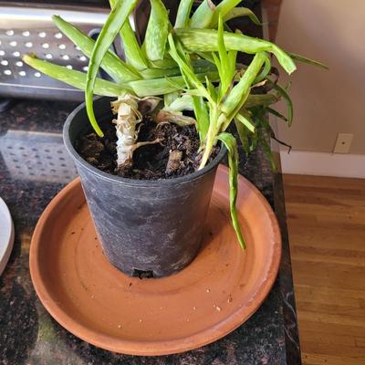 Aloe Vera plant