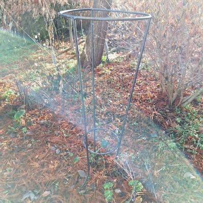 "tomato" vine