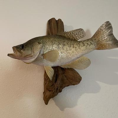 Fish and frame