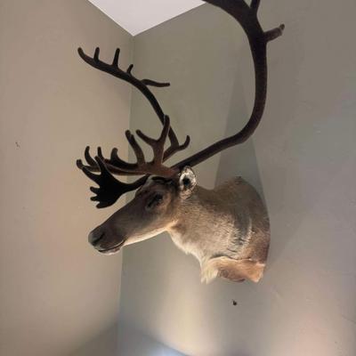 GORGEOUS Alaskan Caribou Taxidermy Mount Decor