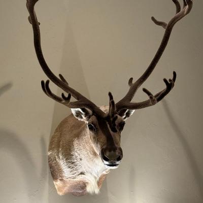 GORGEOUS Alaskan Caribou Taxidermy Mount Decor