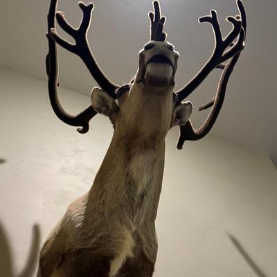 GORGEOUS Alaskan Caribou Taxidermy Mount Decor