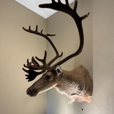GORGEOUS Alaskan Caribou Taxidermy Mount Decor
