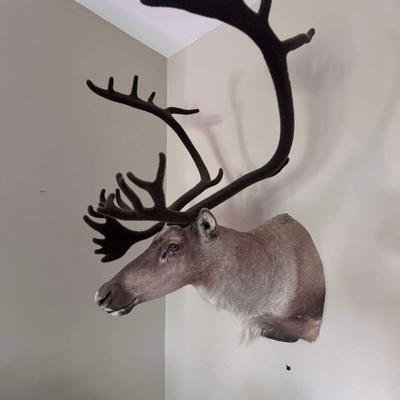 GORGEOUS Alaskan Caribou Taxidermy Mount Decor