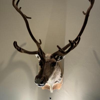 GORGEOUS Alaskan Caribou Taxidermy Mount Decor