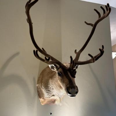 GORGEOUS Alaskan Caribou Taxidermy Mount Decor