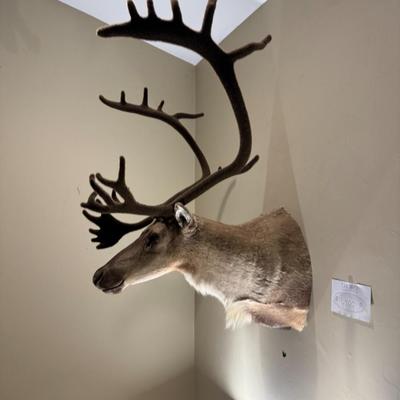 GORGEOUS Alaskan Caribou Taxidermy Mount Decor