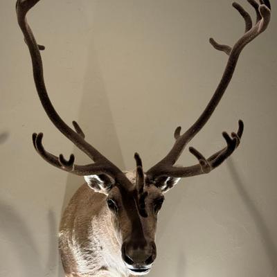 GORGEOUS Alaskan Caribou Taxidermy Mount Decor