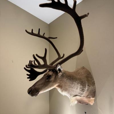 GORGEOUS Alaskan Caribou Taxidermy Mount Decor