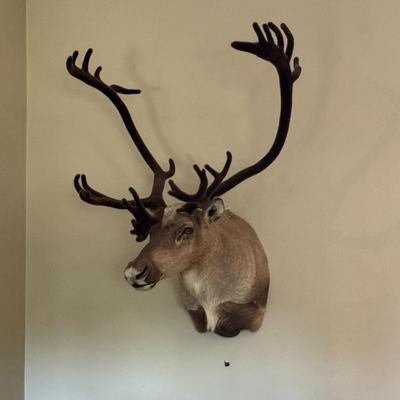 GORGEOUS Alaskan Caribou Taxidermy Mount Decor