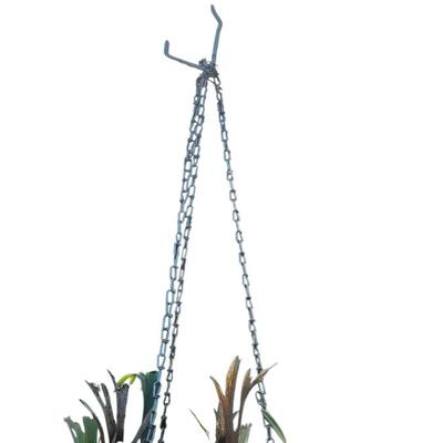 Staghorn Fern Plant
