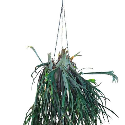 Staghorn Fern Plant