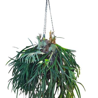 Staghorn Fern Plant