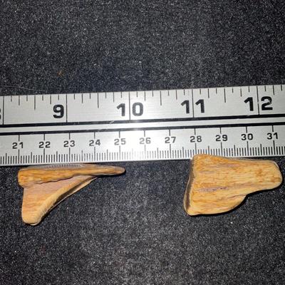 Fossilized Horse Teeth