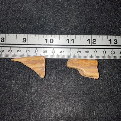 Fossilized Horse Teeth