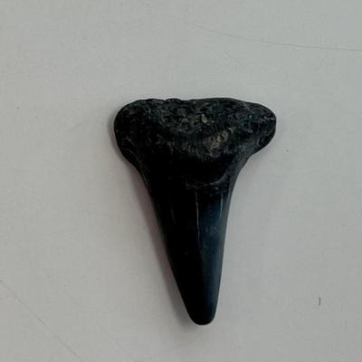 Moroccan Shark Tooth fossil
