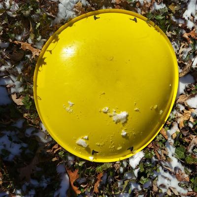 Three Winter Sleds (S-BBL)