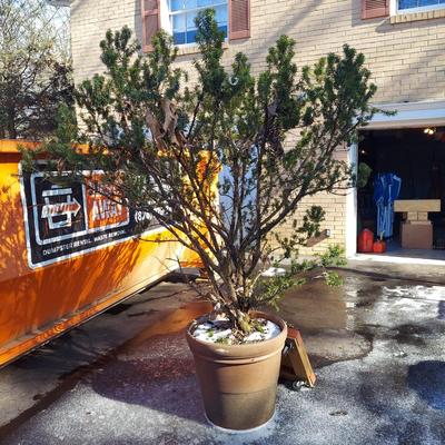 Potted Shrub/Small Tree (Y-BBL)