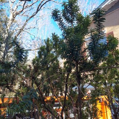 Potted Shrub/Small Tree (Y-BBL)
