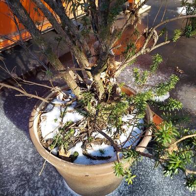 Potted Shrub/Small Tree (Y-BBL)