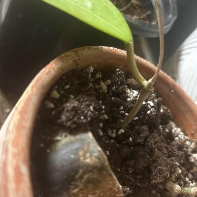 Hoya rare lime Carnosa