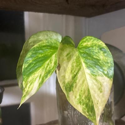 Rare lemon lime marble queen Epi