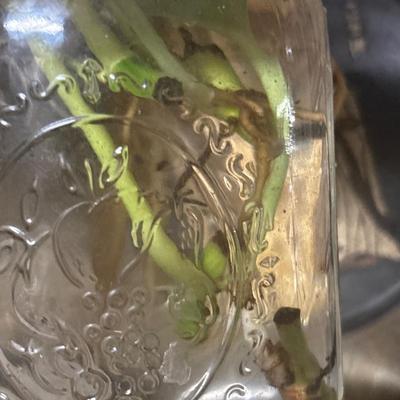 Rare lemon lime marble queen Epi