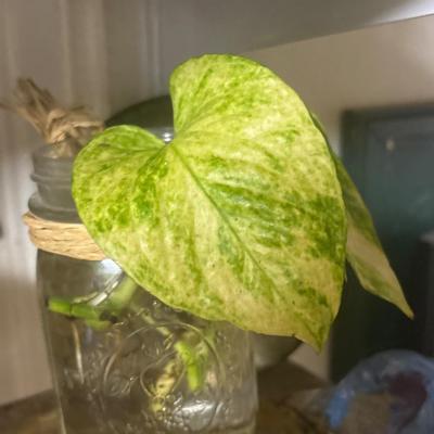 Rare lemon lime marble queen Epi