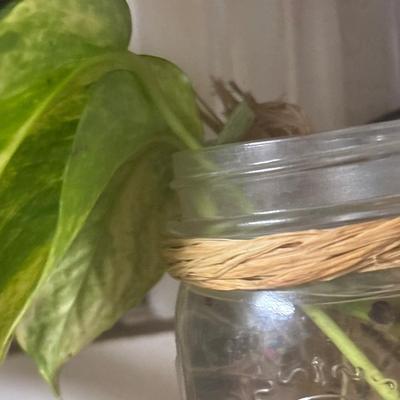 Rare lemon lime marble queen Epi
