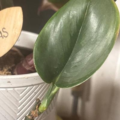 Rare silver jade pothos