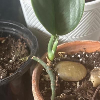 Rare silver jade pothos