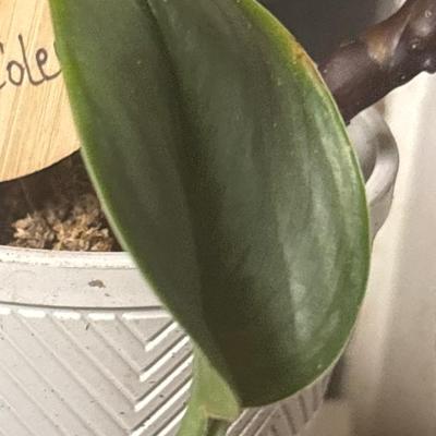 Rare silver jade pothos