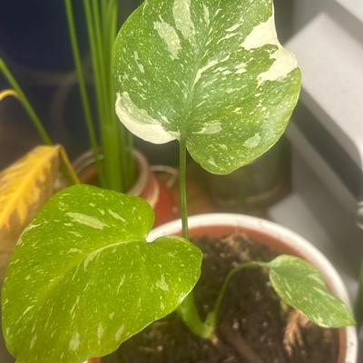 Rare Monstera Thai Constellation
