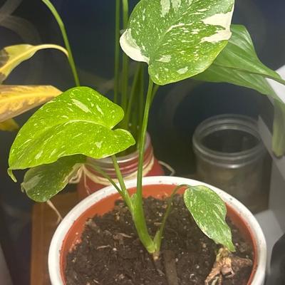 Rare Monstera Thai Constellation