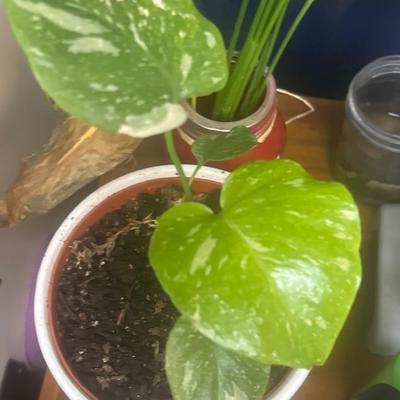 Rare Monstera Thai Constellation