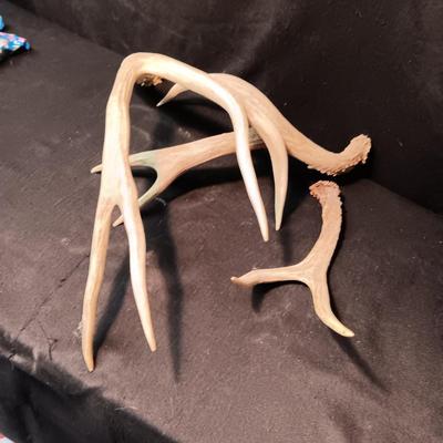 DEER ANTLER SHED