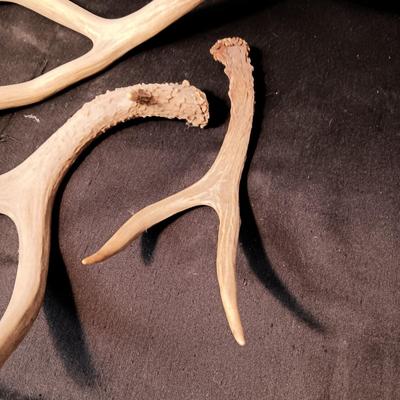 DEER ANTLER SHED