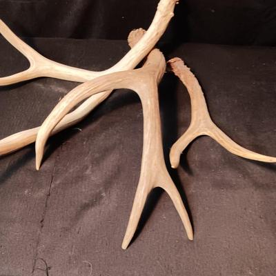 DEER ANTLER SHED