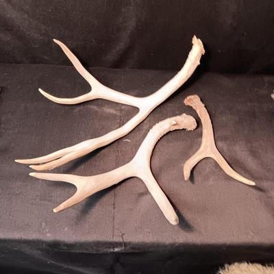 DEER ANTLER SHED