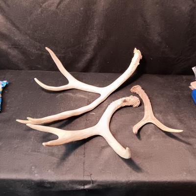 DEER ANTLER SHED