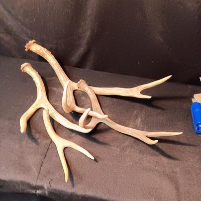 DEER ANTLER SHED