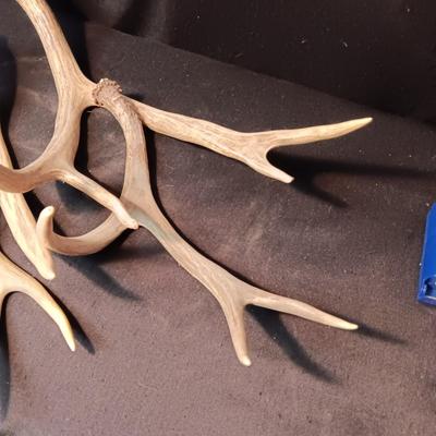 DEER ANTLER SHED