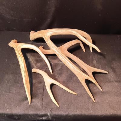 DEER ANTLER SHED