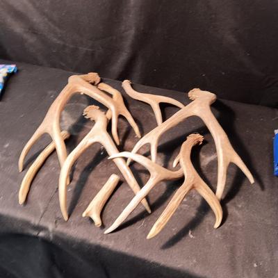 DEER ANTLER SHED