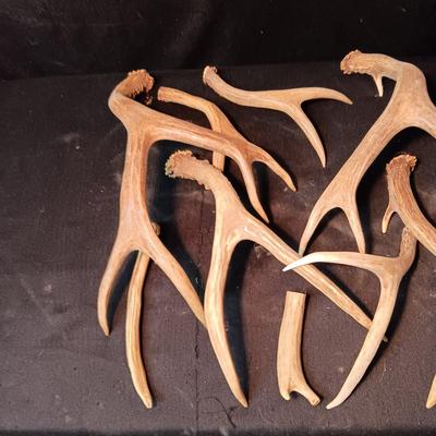 DEER ANTLER SHED