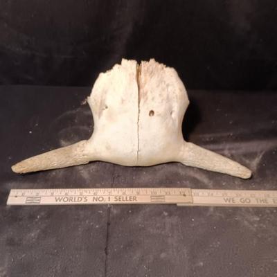 STEER SKULL