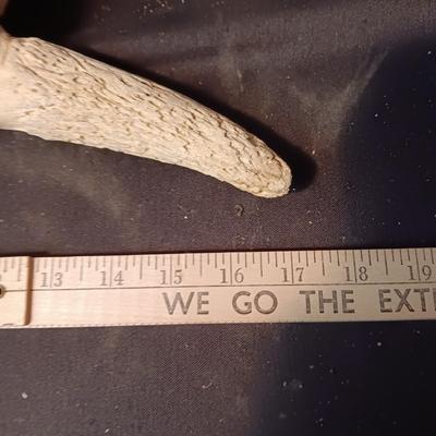 STEER SKULL