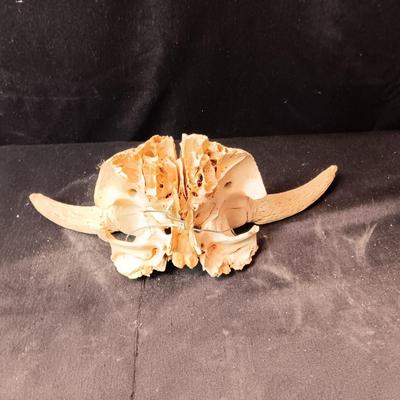STEER SKULL